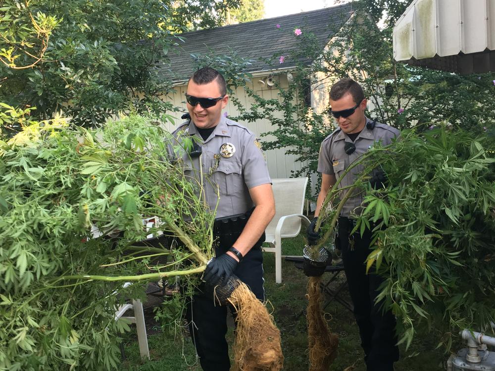 2 officers seizing marijuana plants