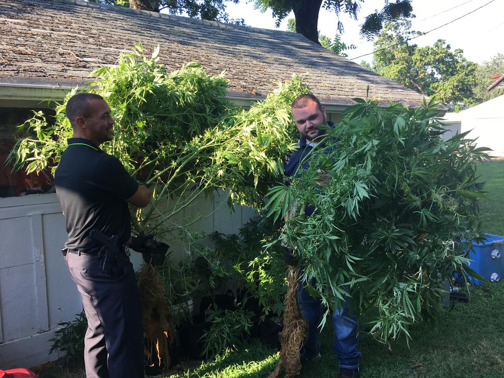2 officers carrying uprooted marijuana plants